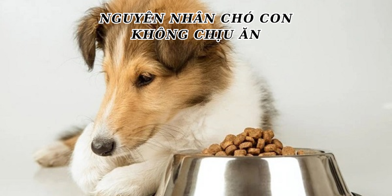 Chó con không chịu ăn: Nguyên nhân và cách khắc phục Gallery 2