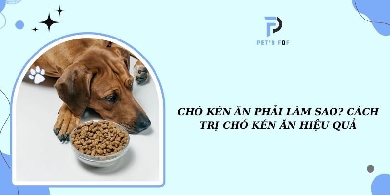 Chó con kén ăn phải làm sao? Gallery 2