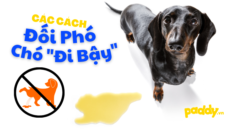 Chó Không Chịu Đi Vệ Sinh: Nguyên Nhân và Cách Khắc Phục Gallery 2