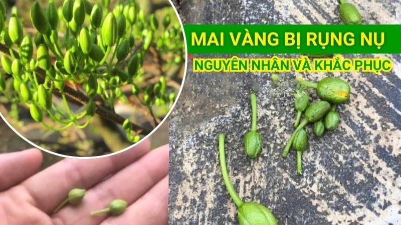 Rụng nụ là gì? Gallery 2
