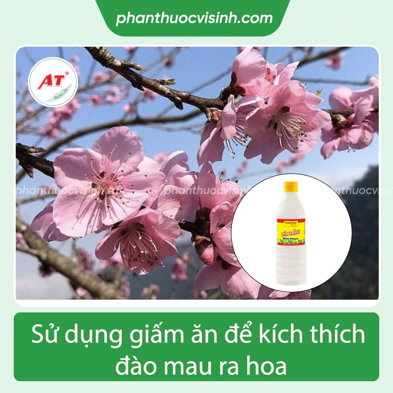 Cách Kích Đào Nở Nhanh
