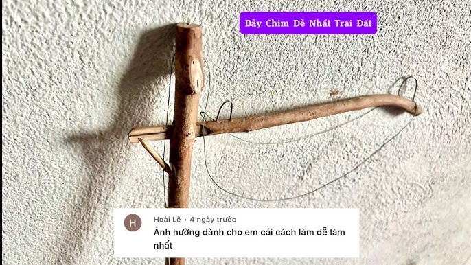 Cách Làm Bẫy Chim