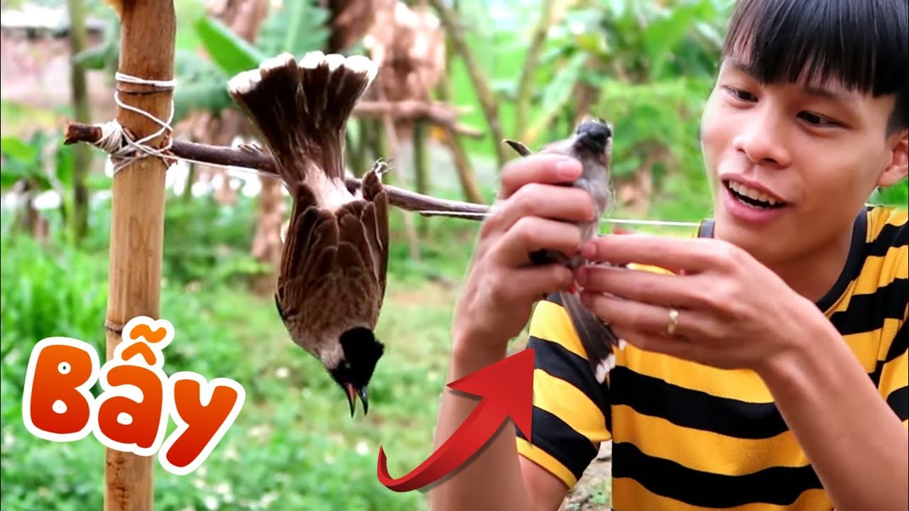 Cách Làm Bẫy Chim Chào Mào
