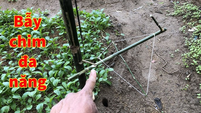 Cách Làm Bẫy Chim Đơn Giản
