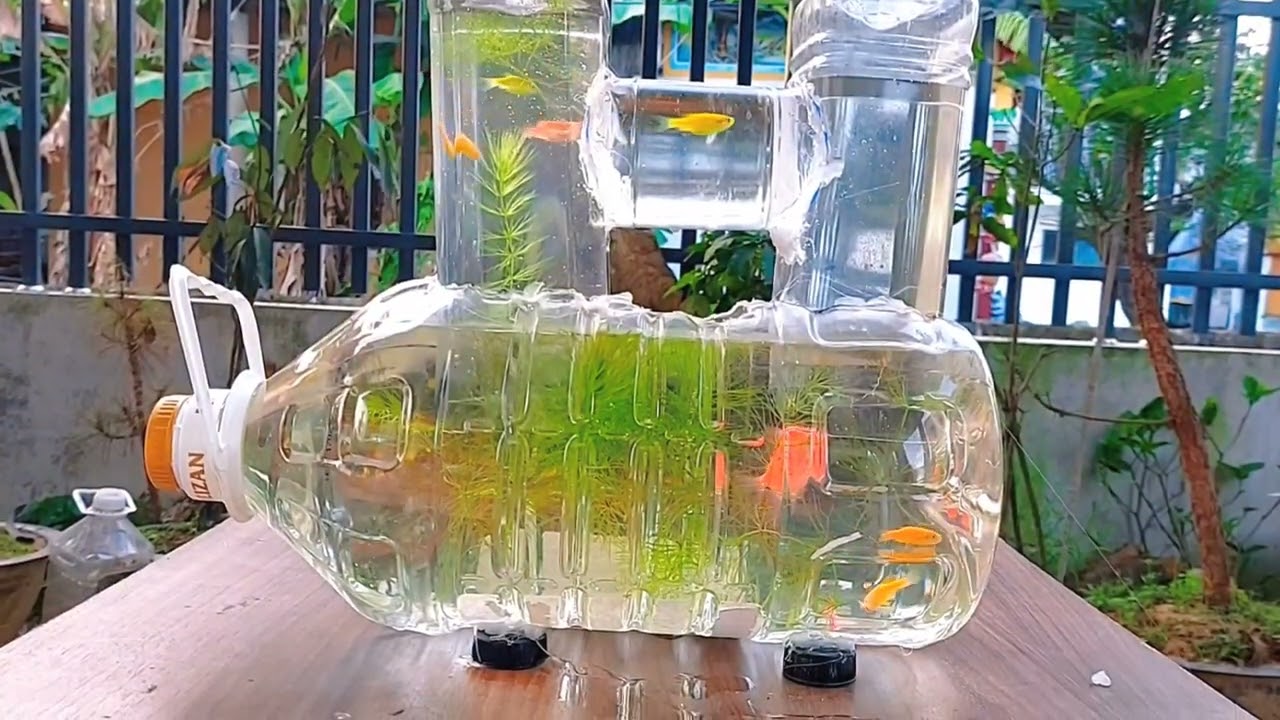 Cách Làm Bể Cá: Hướng Dẫn Chi Tiết Từ A Đến Z