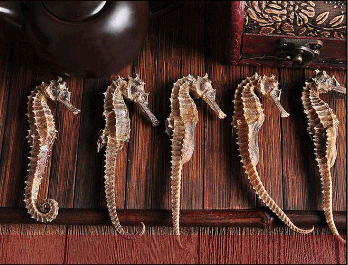 Cá Ngựa Ngâm Thuốc Bắc: Công Dụng, Cách Làm & Lưu Ý Gallery 2