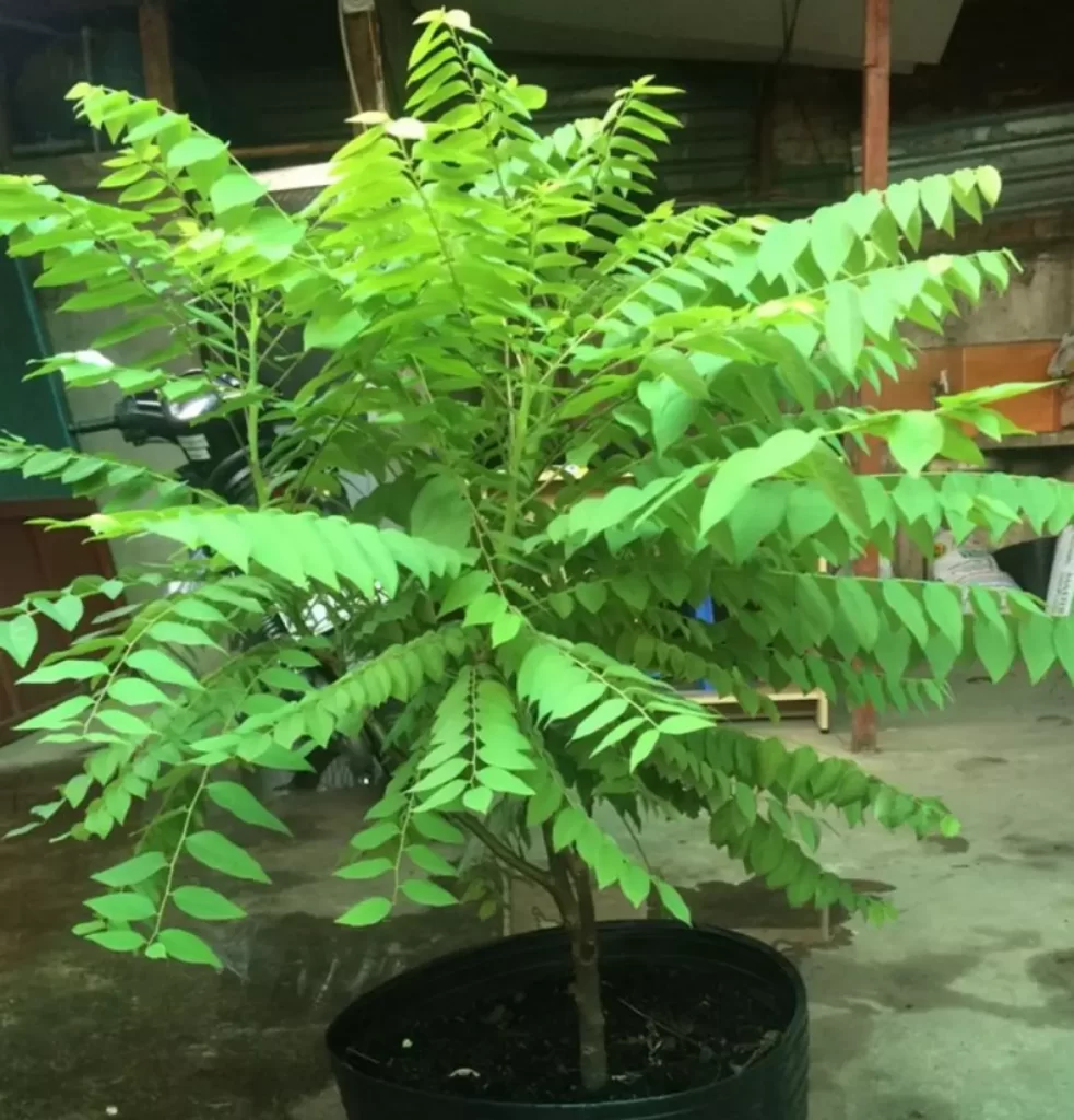 Cách Làm Cây Chùm Ruột Ra Trái Nhiều