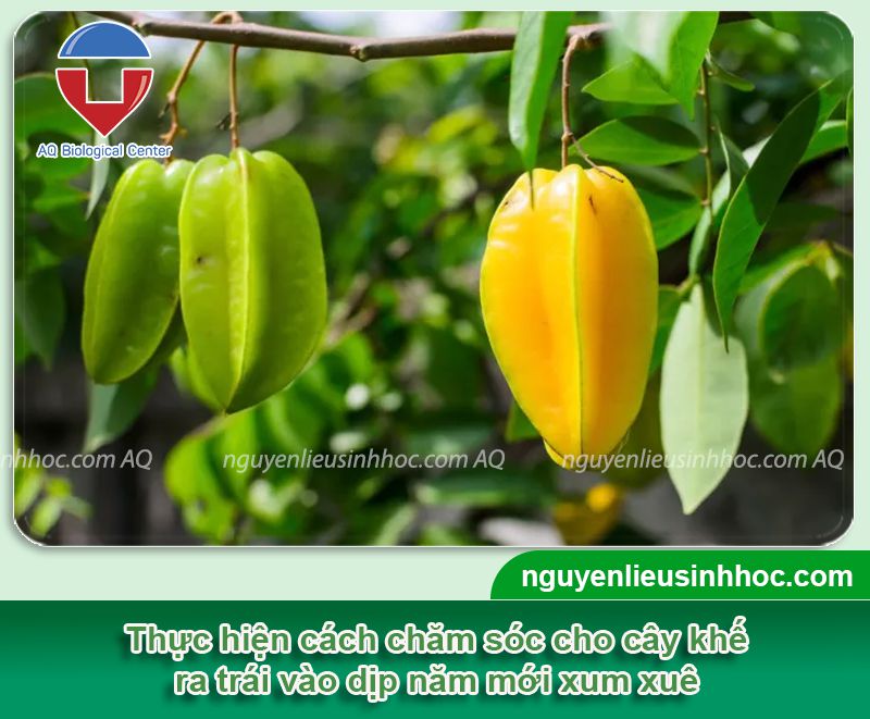 Cách Làm Cây Khế Ra Quả Vào Dịp Tết