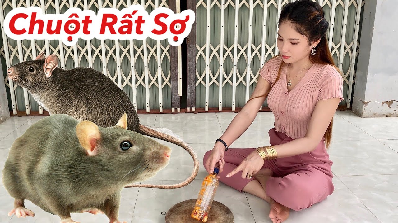 Cách Làm Cho Chuột Sợ Bỏ Đi