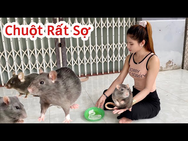 Cách Làm Cho Chuột Sợ Bỏ Đi Gallery 2