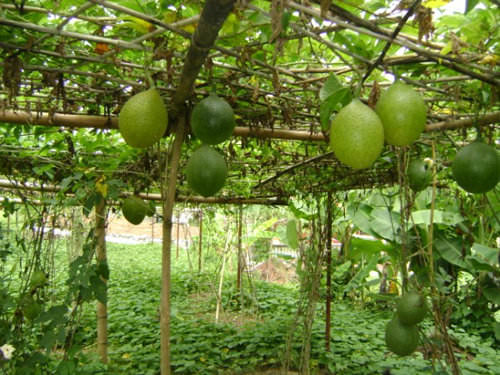 Cách Làm Cho Gấc Ra Quả Nhiều và Đẹp