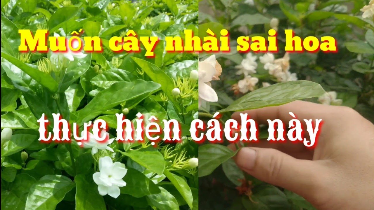 Cách Làm Cho Hoa Nhài Ra Hoa Nhiều Gallery 2