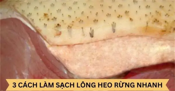 Cách Làm Da Heo Rừng Mềm