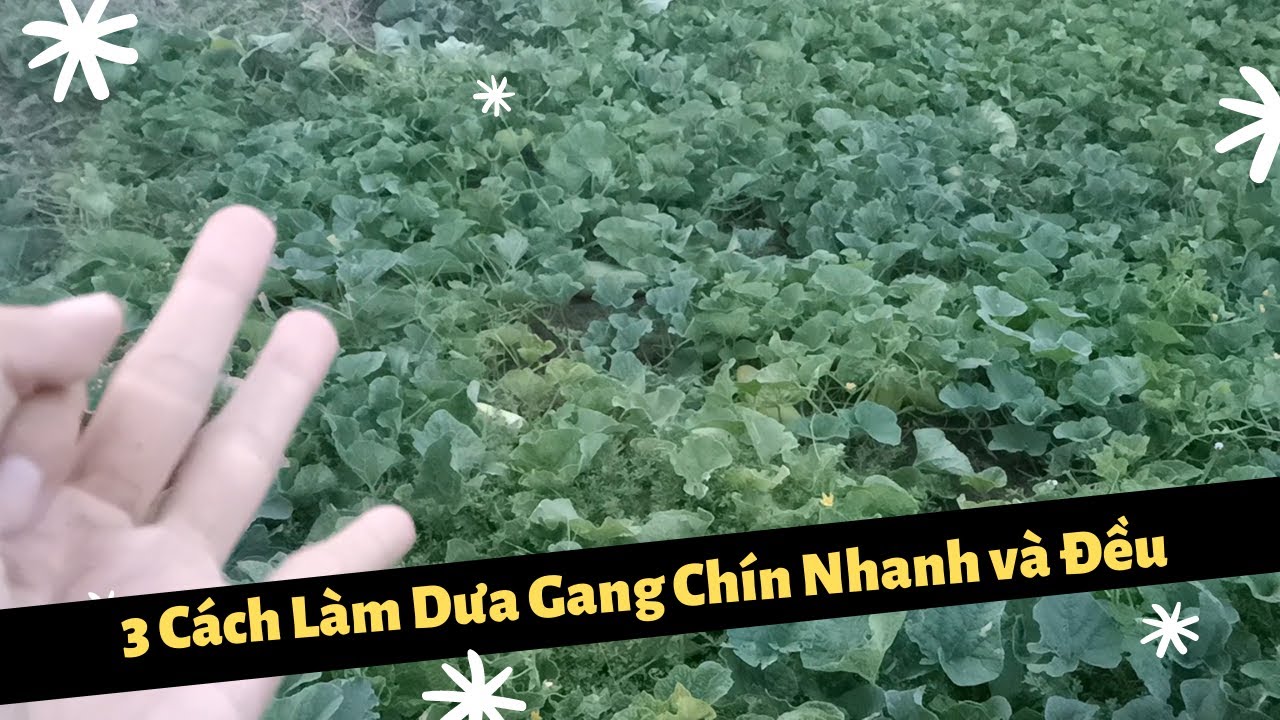Cách Làm Dưa Gang Mau Chín