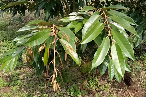 Cách Làm Già Lá Sầu Riêng Hiệu Quả