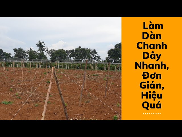 Cách Làm Giàn Chanh Dây