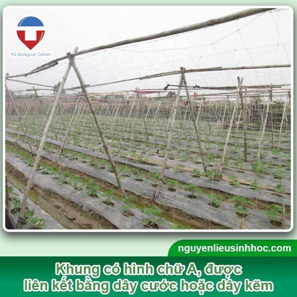 Làm Giàn Dưa Chuột Hiệu Quả, Đơn Giản Gallery 2