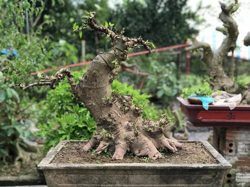 Cách Làm Gốc Cây Phình To