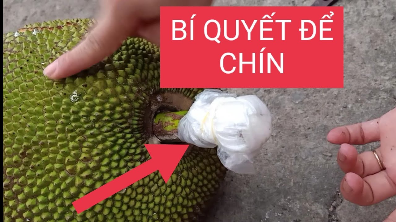 Cách làm mít nhanh chín bằng muối