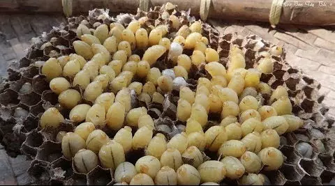 Cách Làm Mồi Câu Cá Lóc Hiệu Quả