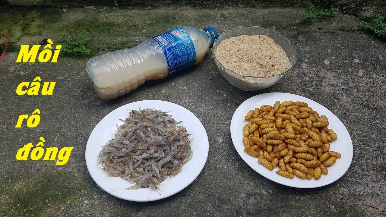 Cách Làm Mồi Câu Cá Rô Đồng Hiệu Quả Nhất