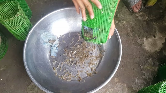 Cách Làm Mồi Đánh Tôm Hiệu Quả
