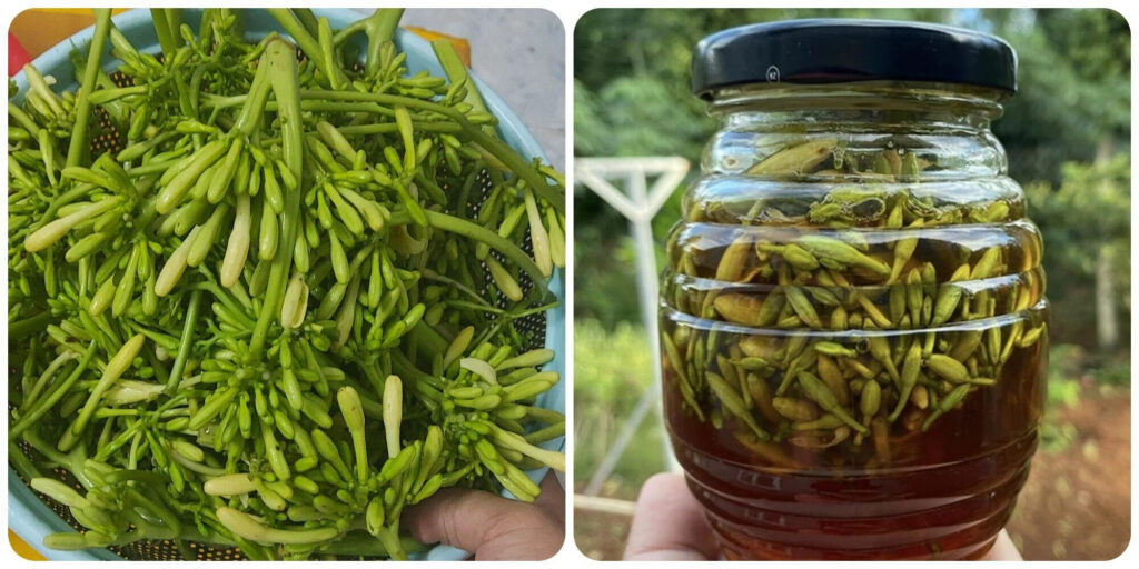Ngâm Bông Đu Đủ Đực Với Mật Ong: Công Dụng Và Cách Làm Gallery 2