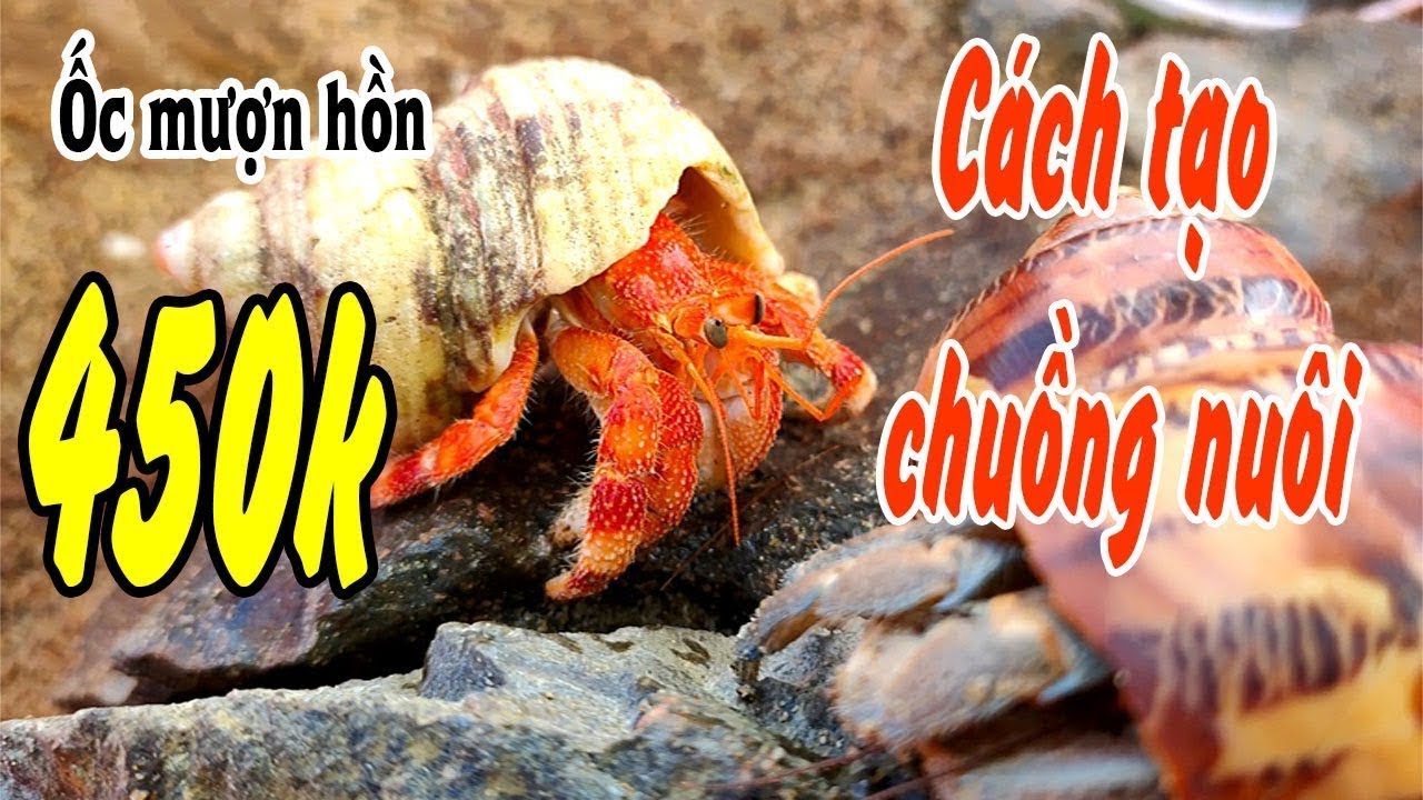 Cách Làm Nhà Cho Ốc Mượn Hồn