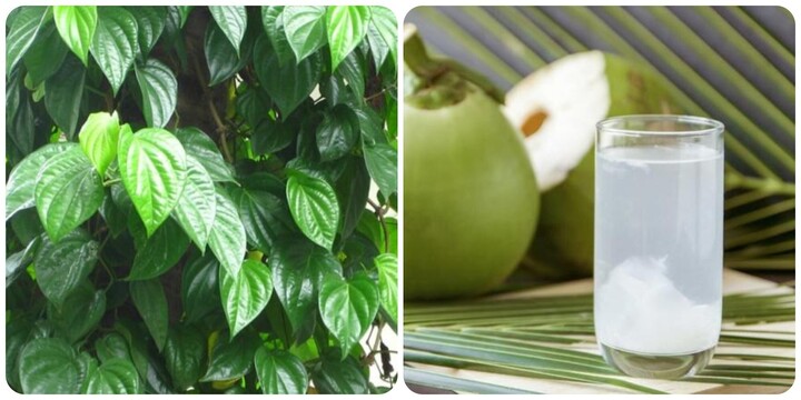 Cách Làm Nước Dừa với Lá Trầu Không