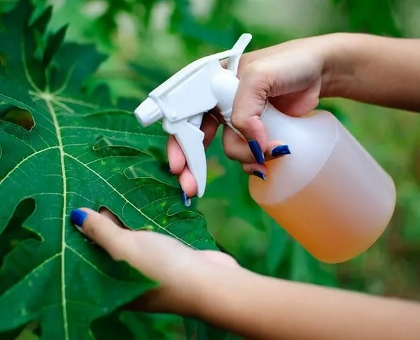 Nước Tỏi Tưới Cây: Công Dụng, Cách Làm và Lưu Ý Gallery 2
