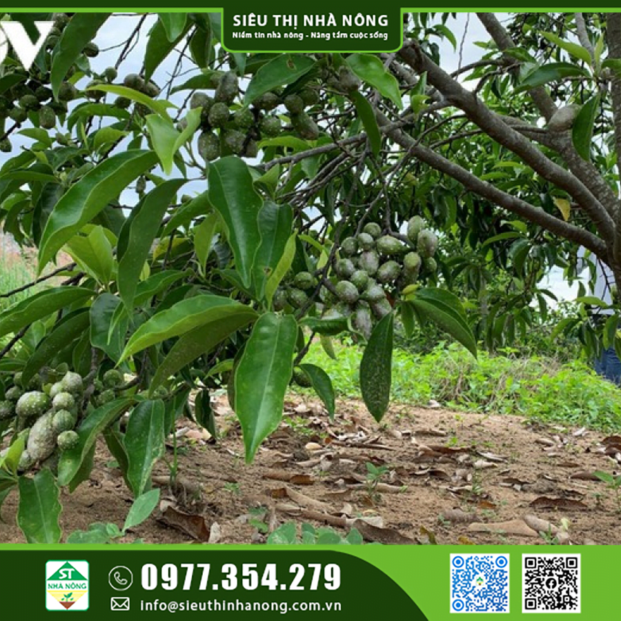 Cách Lấy Hạt Cây Dổi Hiệu Quả Và An Toàn Gallery 2