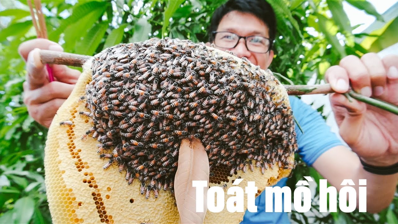 Cách Lấy Mật Ong Ruồi