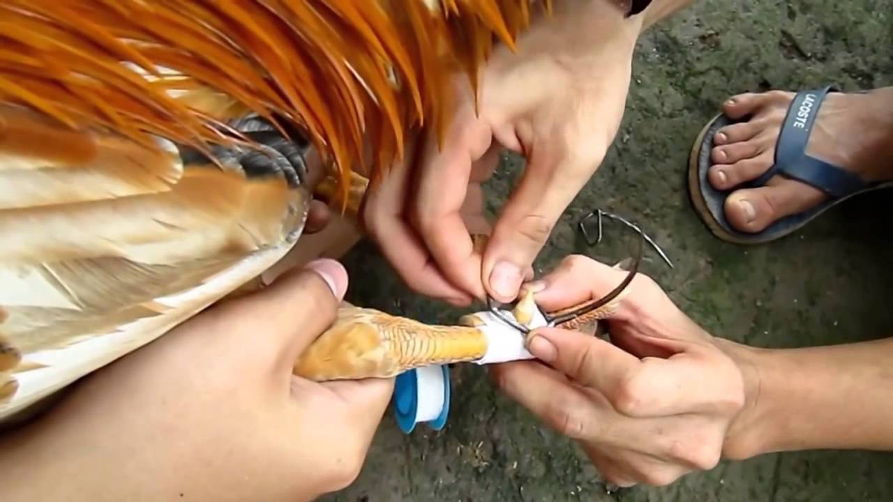 Cách Lên Cựa Gà Hiệu Quả Nhất