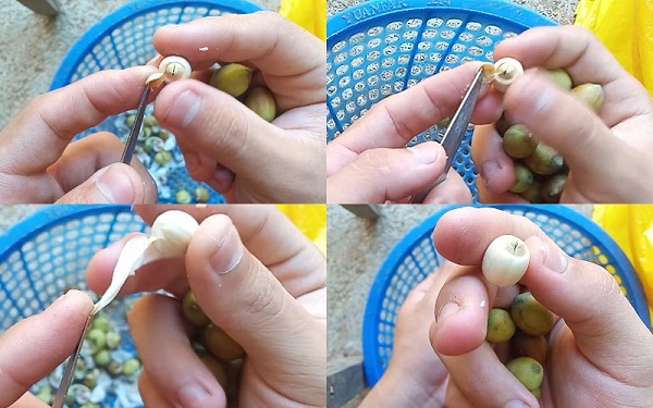Cách Lột Hạt Sen Nhanh