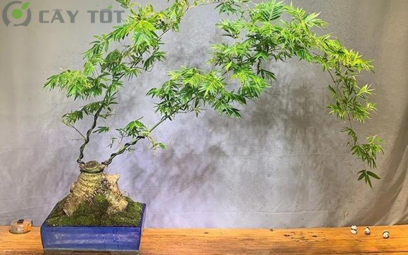 Gốc Tre Làm Cảnh: Tạo Điểm Nhấn Thiền Tĩnh Cho Không Gian Sống Gallery 2