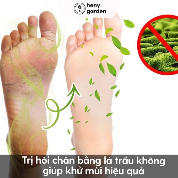 Ngâm Chân Lá Trầu Không: Công Dụng, Cách Làm & Lưu Ý Gallery 2