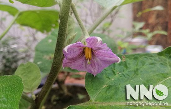 Cách Ngắt Ngọn Cà Tím