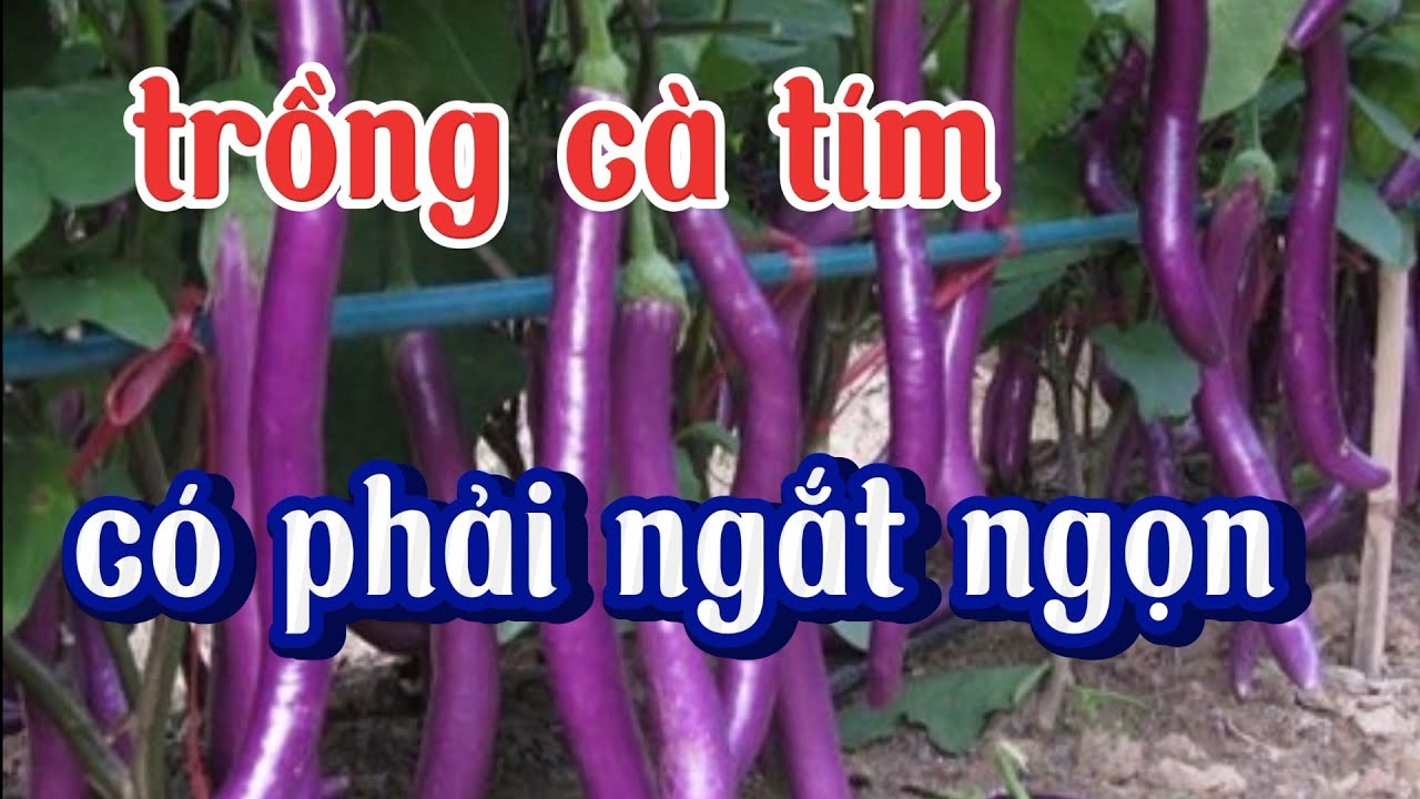 Cách Ngắt Ngọn Cà Tím Gallery 2