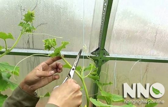Cách Ngắt Ngọn Dưa Leo Đơn Giản, Hiệu Quả