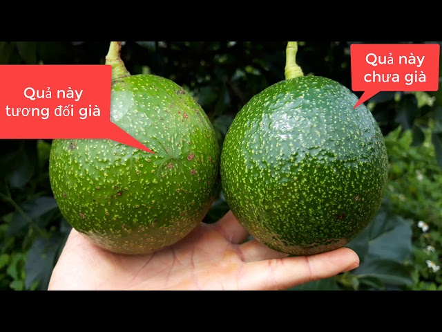 Cách Nhận Biết Bơ Già Trên Cây