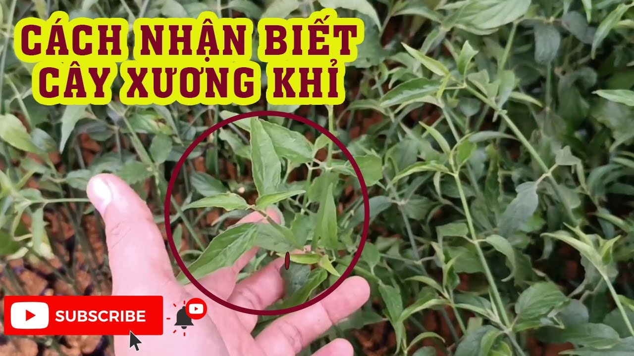 Cách Nhận Biết Cây Xương Khỉ Gallery 1