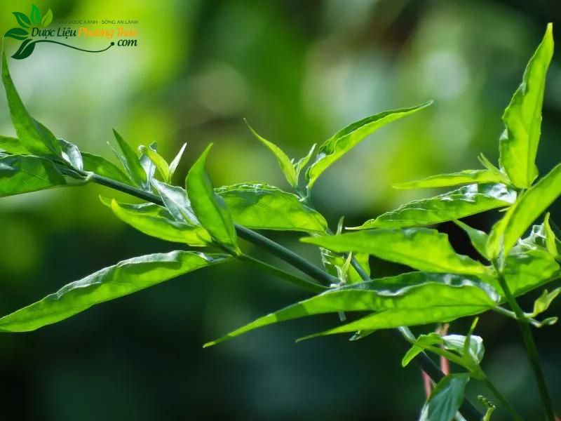 Cách Nhận Biết Cây Xương Khỉ Gallery 2