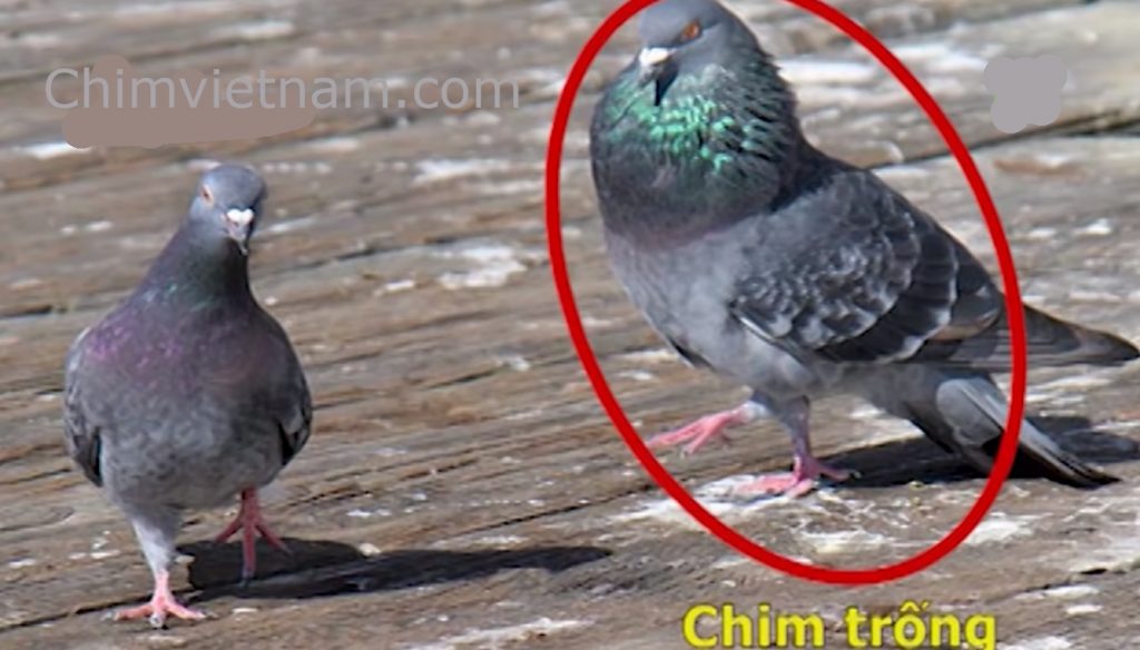Cách Nhận Biết Chim Bồ Câu Trống Mái