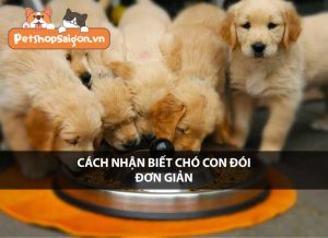 Cách Nhận Biết Chó Con Đói