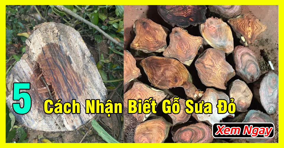 Cách Nhận Biết Gỗ Sưa Đỏ