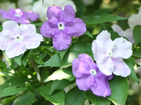Hoa Nhài Nhật Nở Vào Mùa Nào? Gallery 2