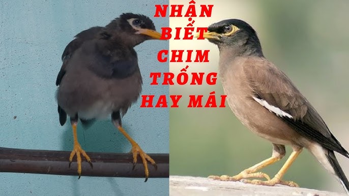 Sáo rỗng hay xáo rỗng? Sự khác biệt và cách nhận biết Gallery 2