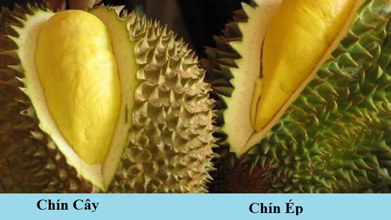 Sầu riêng như thế nào là chín? Gallery 1