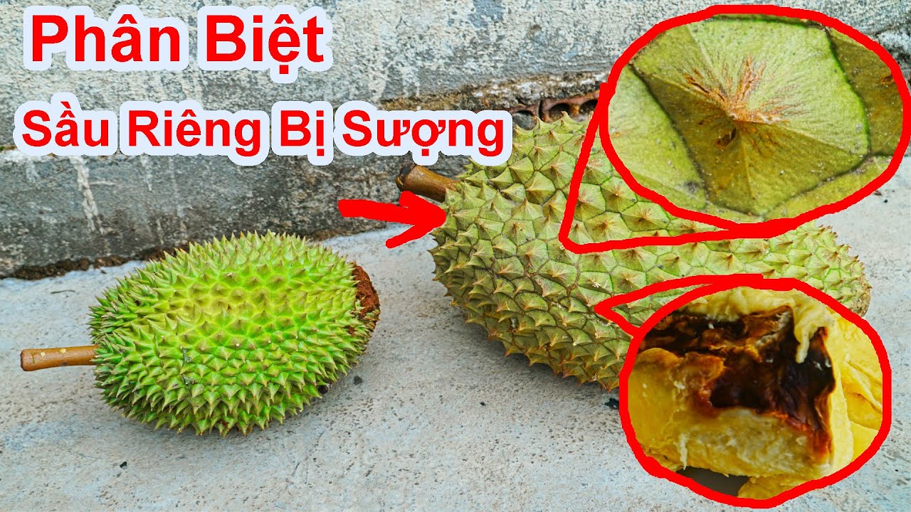 Cách Nhận Biết Sầu Riêng Già