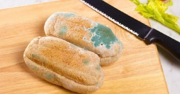 Mốc meo là gì? Gallery 2